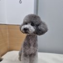 얼바인동물병원 이미지