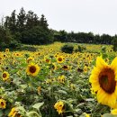 항몽유적지 이미지