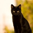 검은고양이 이미지