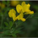한국의 자원식물. 은은한 레몬 향으로 부르는 봄, 양골담초[金雀花] 이미지