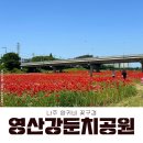 영산강둔치체육공원 | 광주근교 나주 가볼만한 곳 영산강둔치공원 양귀비