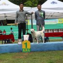 산호애견 이미지