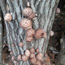 상룡농장 이미지