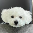 흥신 이미지