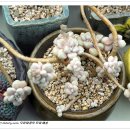 오수리농장 이미지