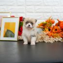 다양하개 이미지