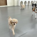 멍지중지 이미지