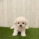 강아지분양 입양 골든티스비숑전문켄넬 미니비숑 비숑프리제 | 비숑 프리제 분양: 크기(토이/미니), 가격, 관리 A to Z 가이드