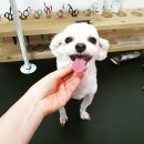 또오개 이미지