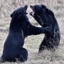 흑곰이다