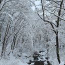 3월의 크리스마스 - 눈덮힌 오대산 국립공원 이미지