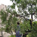 6월 26일 - 교당 나무 전지 작업 이미지