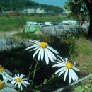 사자약품 이미지