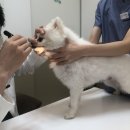 박창언 동물병원 이미지