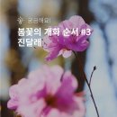 봄꽃의 개화 순서 #3 진달래 이미지