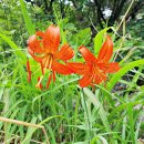 1333차 감악산-임꺽정봉 이미지
