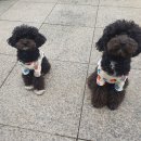 토실이네 애견 이미지