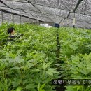 박성철농장 이미지