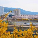 군자교입구 | 동대문구 꽃놀이 벚꽃축제 산책 추천코스 중랑천벚꽃길 2026 실시간 개화 현황