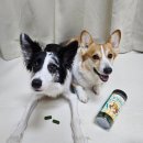 Dr루아동물병원 | (강아지 간식 추천)레디펫고 후코이단 먹은 황태 급여 후기