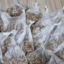 홍산농장 이미지