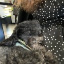 with dog(위드독) 이미지