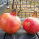 대한농장 | 한국기행 고흥 석류 농장 카페 알아보기(가을 1번지)