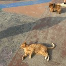 미견미묘 이미지