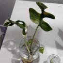 태기농장 | [식물마켓 후기] 원더풀 식후경 (2025.11.08)