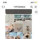 다루이(DARUI) 이미지