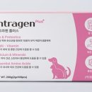 컴나스 | 중형견한테 먹이는 영양제, 인트라젠 플러스 솔직 사용기