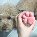 러비퍼피 이미지