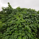 칡캐는오미자농부 이미지