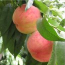 백봉령 농장 이미지