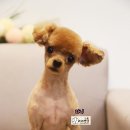 애견미용실 바비펫 이미지