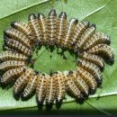caterpillar (캐터필러, 깔아삘라) 의 어원 이미지