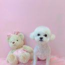 그루미재이 이미지