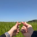 천북5 | 충남보령 그해 우리는 촬영지로 유명한 5월의 “천북 청보리밭”(with청보리창고 카페) 힐링여행 후기