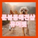 펫 애견샵 이미지