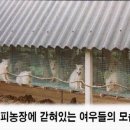 삼미모피