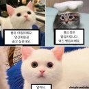 과일다옴 이미지