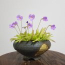 노리댕댕 이미지