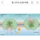 링거와 마시는 소금물, 그리고 소금비누 이미지