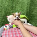 애견왕국 이미지