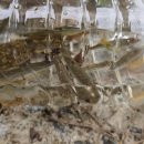 퇴촌 펀 이미지