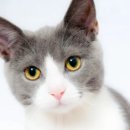 고양이랑 이미지