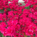 대왕농원 이미지