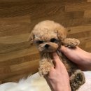 멍멍이냥 강아지분양 이미지