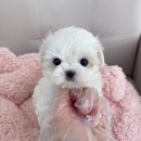 스타일독 | 인천 강아지분양 드림독 | 직접 보고 바뀐 분양 선택 기준