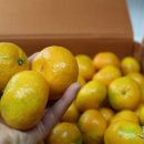 양지청과 이미지